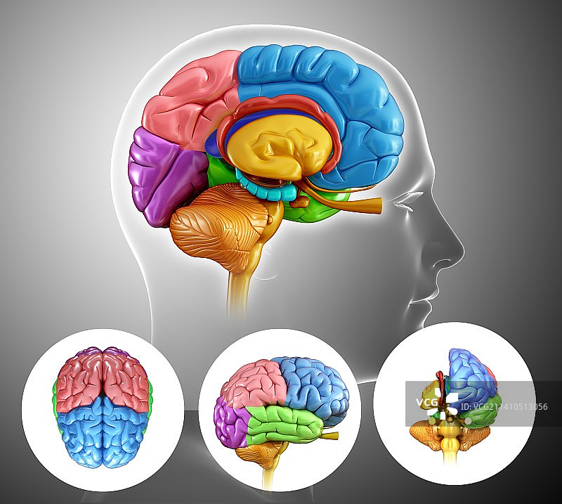人类大脑解剖学，插图图片素材