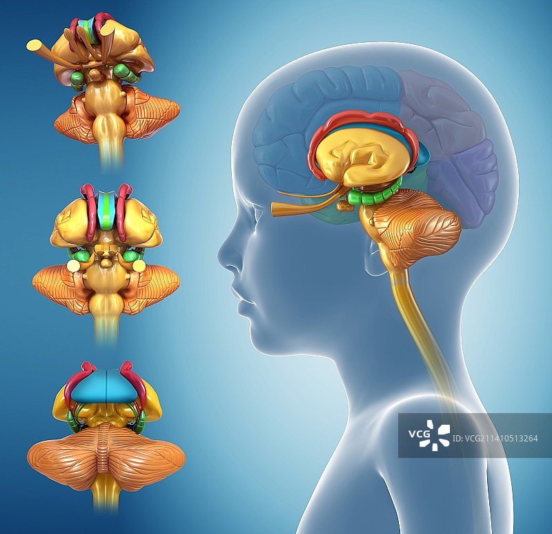 儿童大脑解剖图图片素材