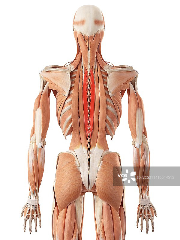 人类背部肌肉图片素材