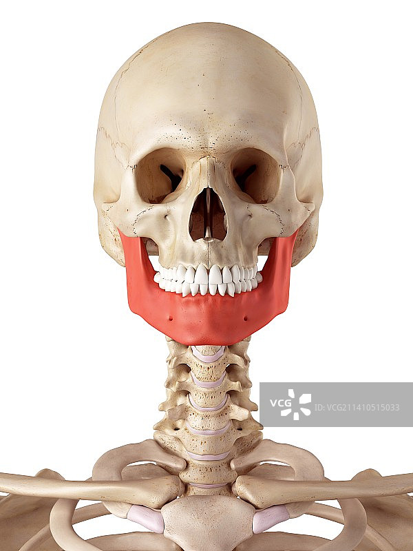人类下颚骨图片素材