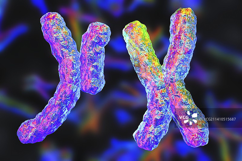人类染色体，图示图片素材