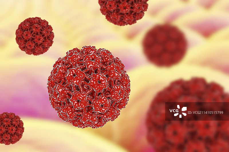 人乳头瘤病毒，图示图片素材