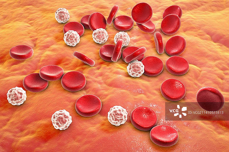 血细胞插图图片素材