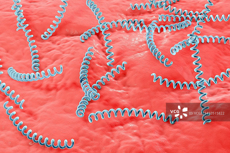 梅毒细菌，图示图片素材