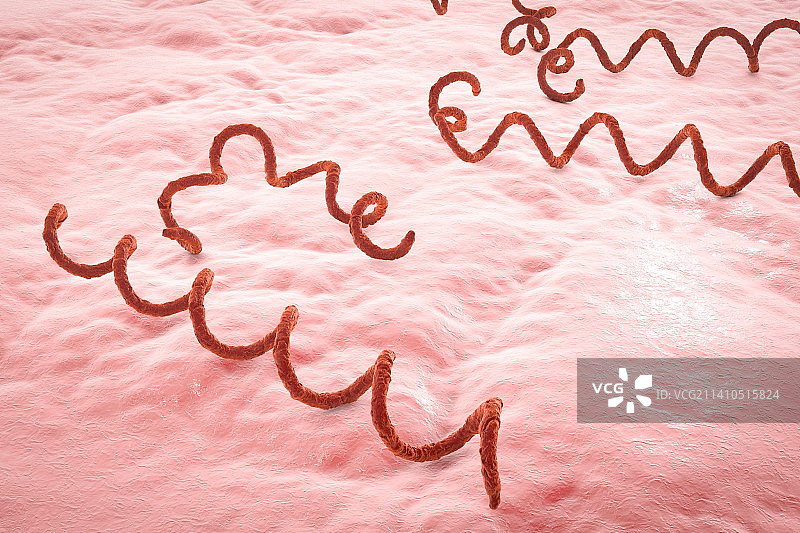 梅毒细菌，图示图片素材