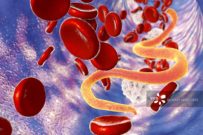血液中的微丝蚴虫插图图片素材
