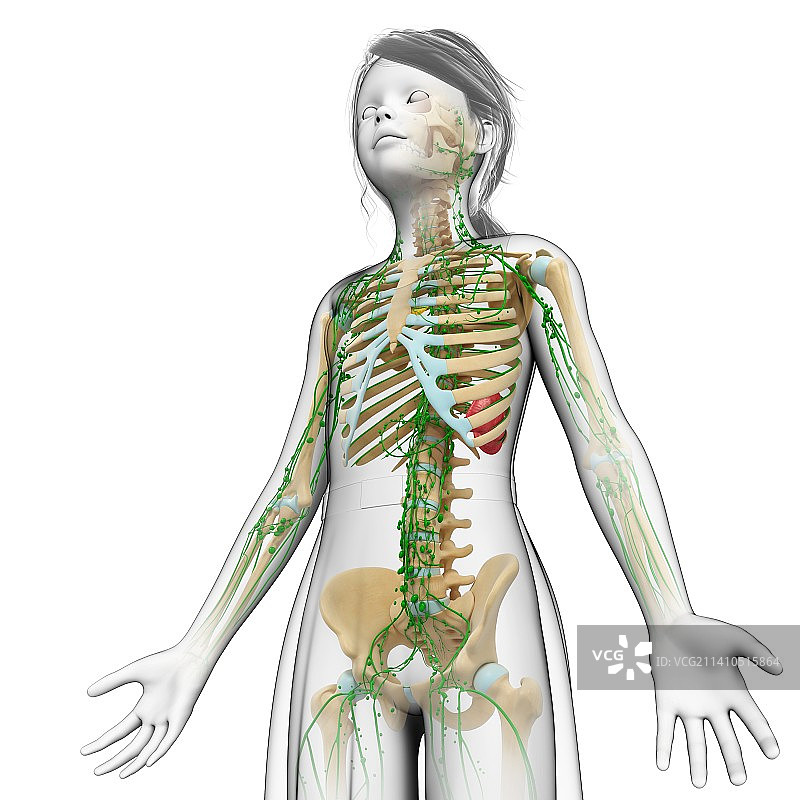 少女的淋巴系统图片素材