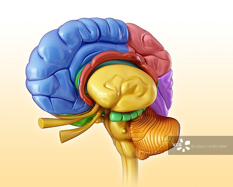 人脑结构示意图图片素材