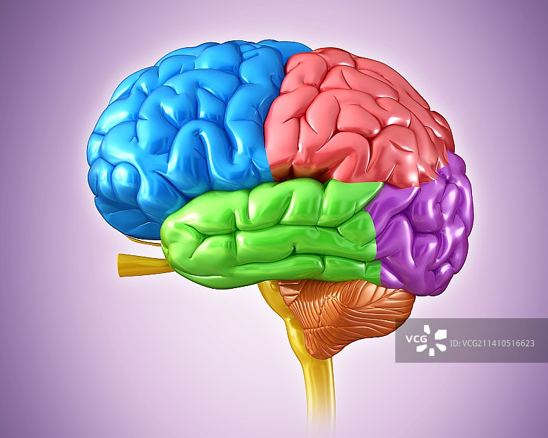 人类大脑解剖学，插图图片素材