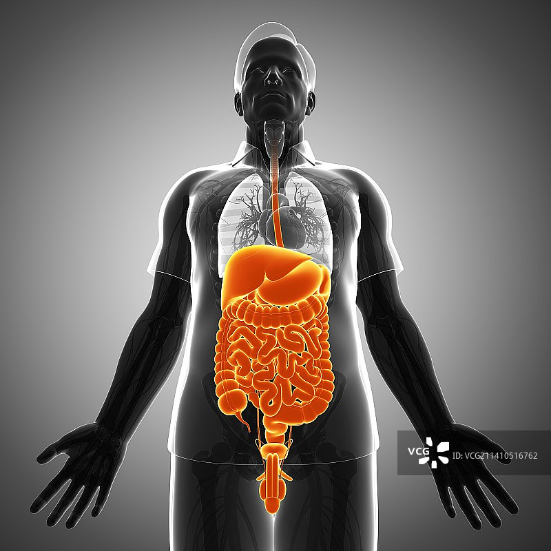 男性消化系统示意图图片素材