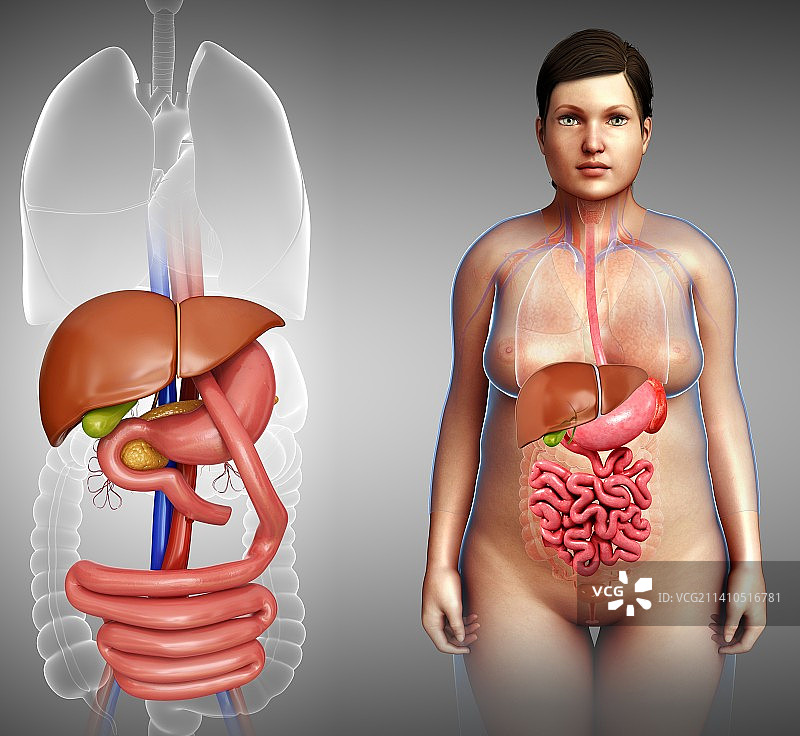 胃旁路手术示意图图片素材