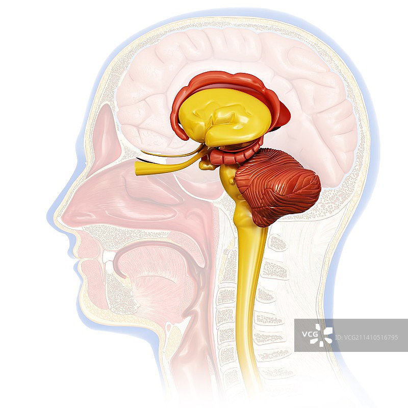 人脑横截面插画图片素材