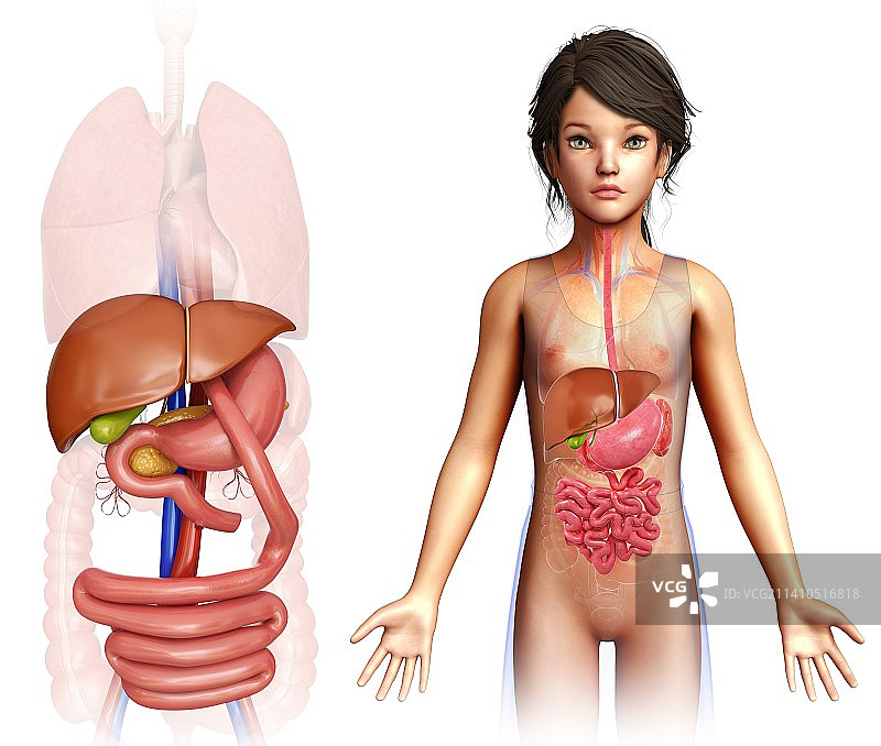 接受胃旁路手术的儿童，插图图片素材