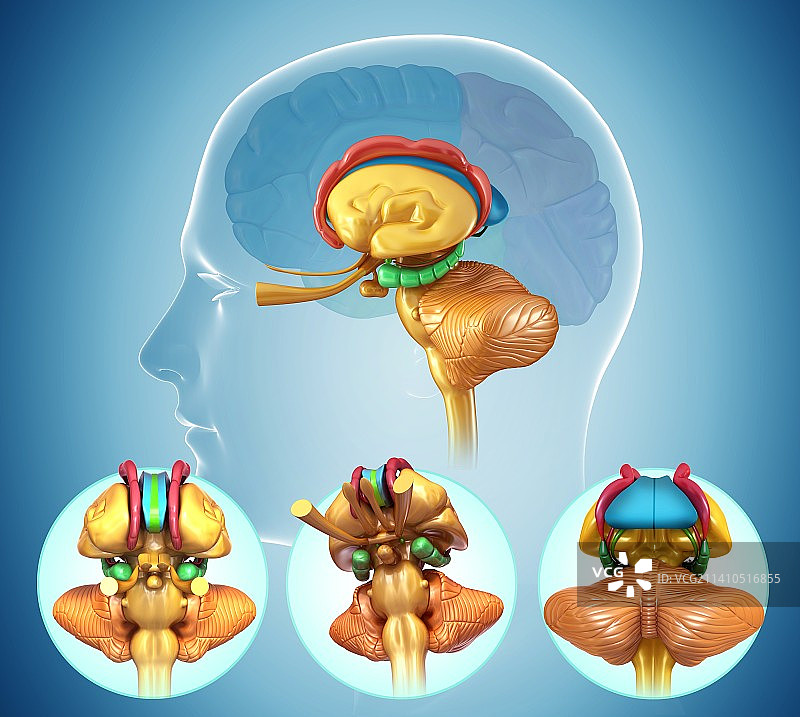 人类大脑解剖学，插图图片素材