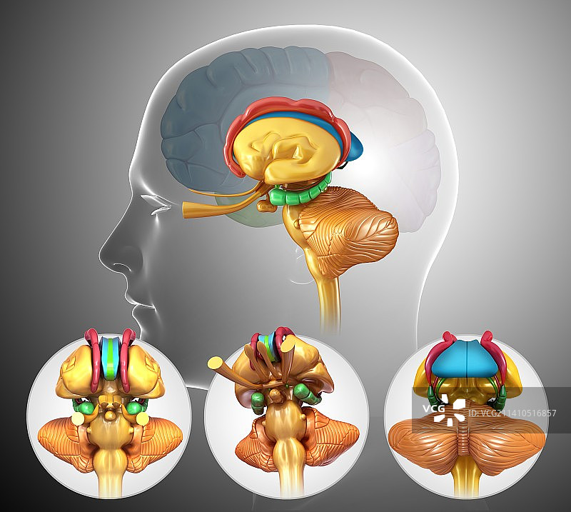 人类大脑解剖学，插图图片素材