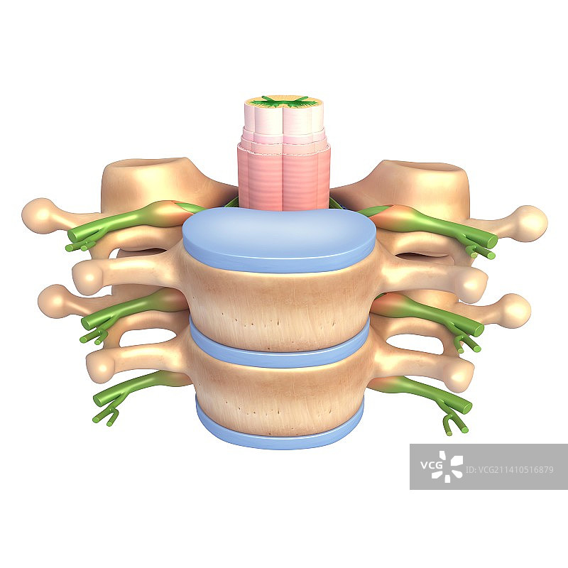 脊柱解剖结构图图片素材