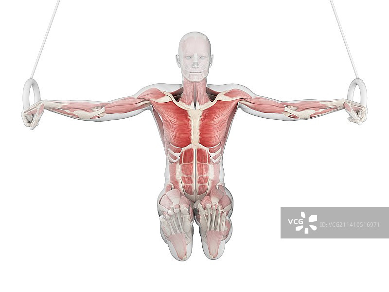 运动员的肌肉结构（插图）图片素材