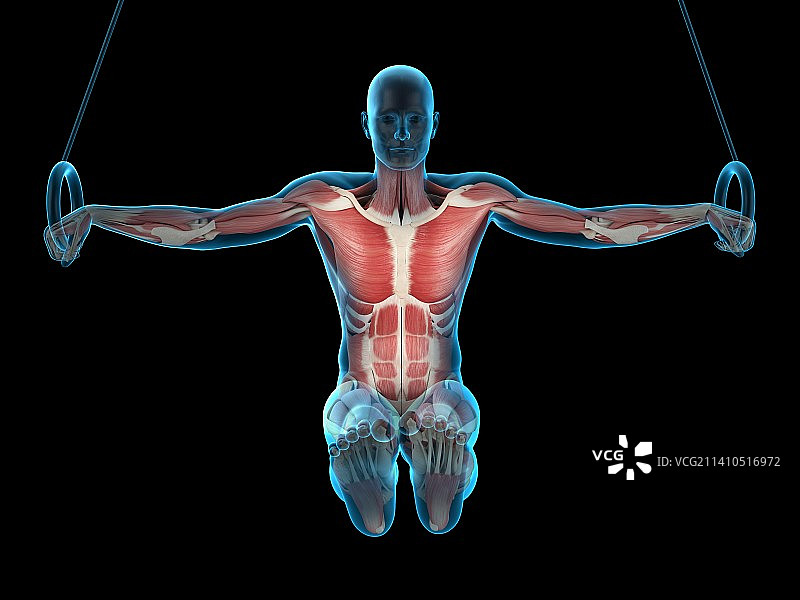 运动员的肌肉结构（插图）图片素材