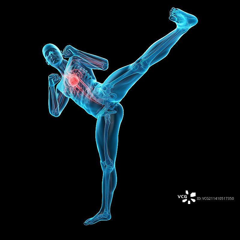 高抬腿人物的解剖结构图图片素材