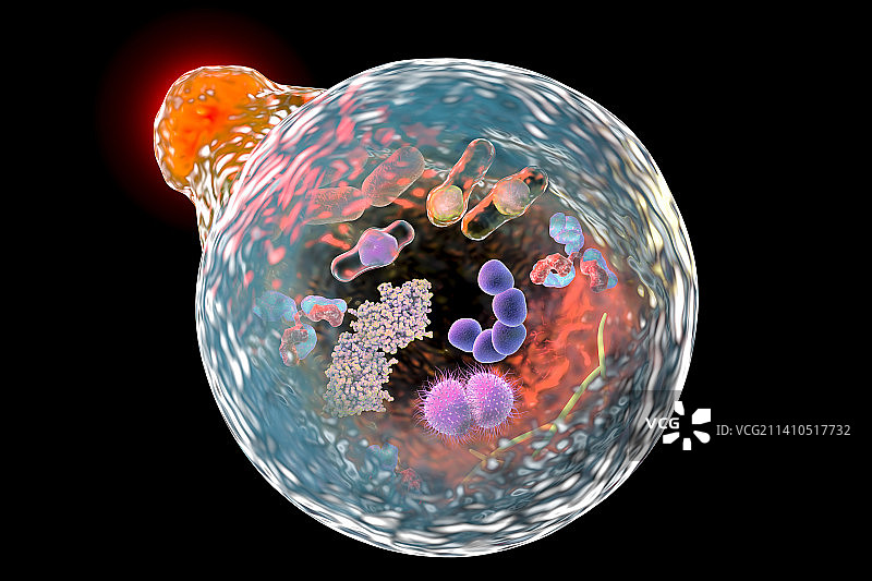 细胞自噬插画图片素材