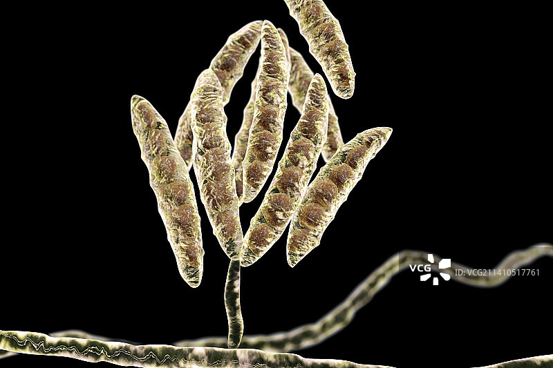 镰刀菌真菌分生孢子，图示图片素材