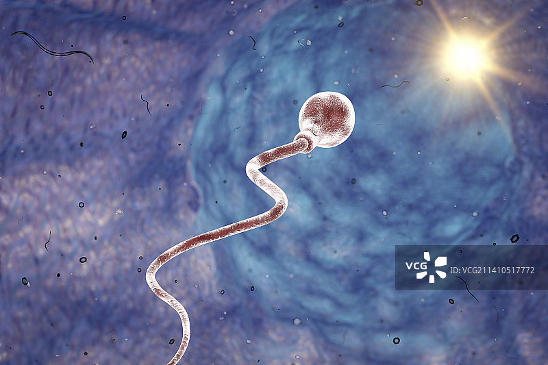 精子细胞插图图片素材