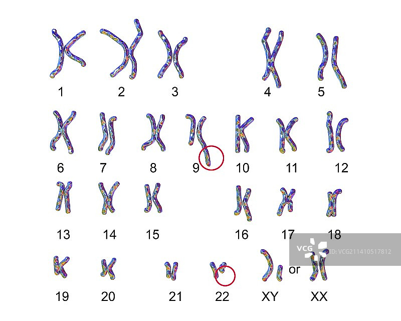 费城染色体图示图片素材