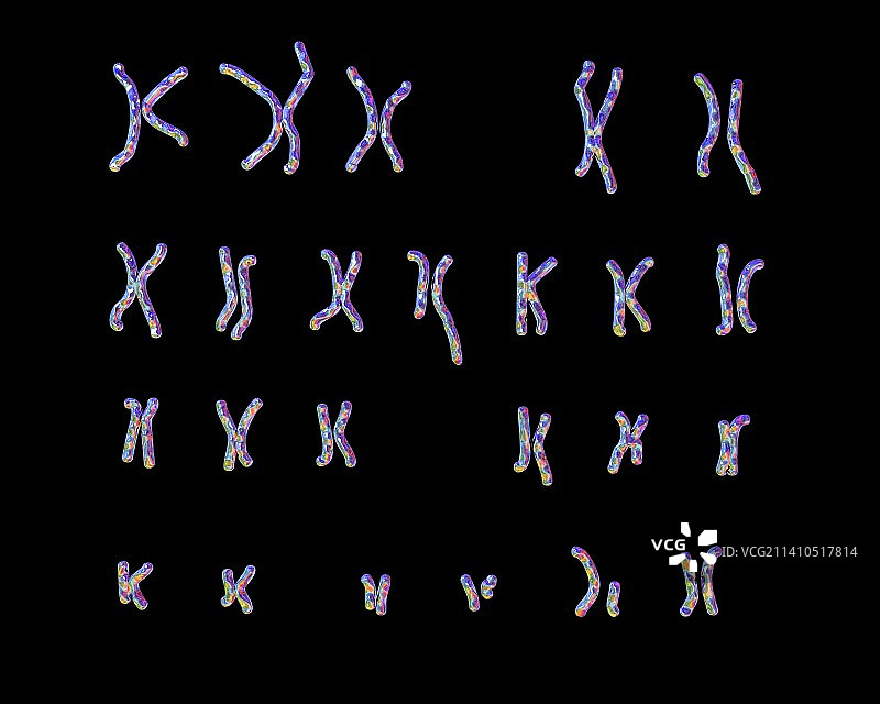 费城染色体图示图片素材