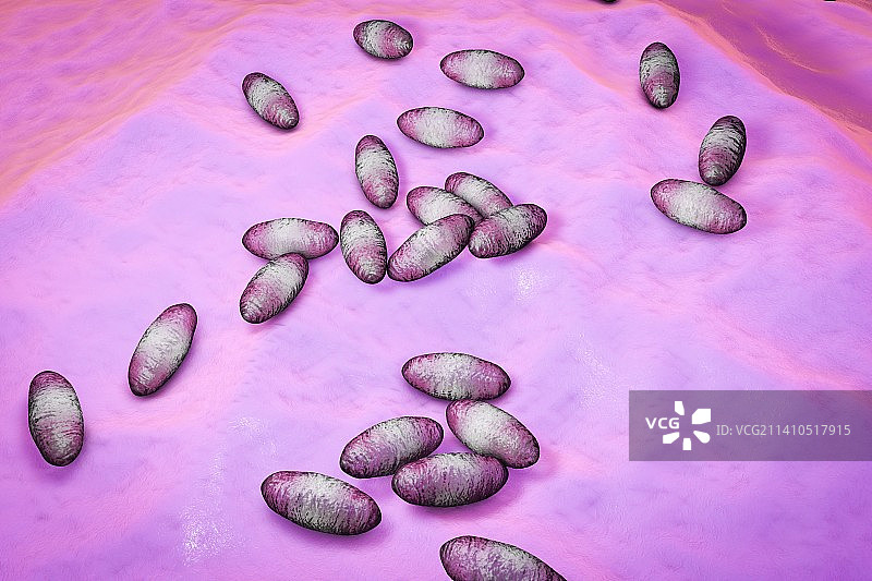 鼠疫耶尔森菌插图图片素材