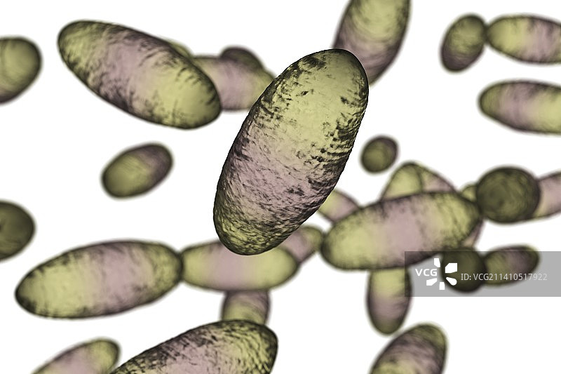 鼠疫耶尔森菌插图图片素材