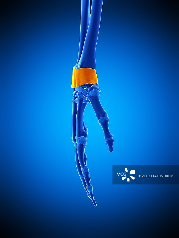 手部韧带插图图片素材