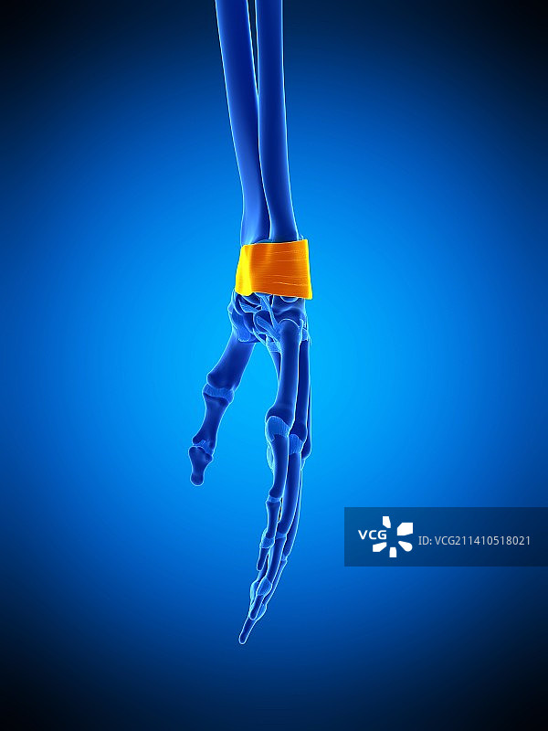 手部韧带插图图片素材