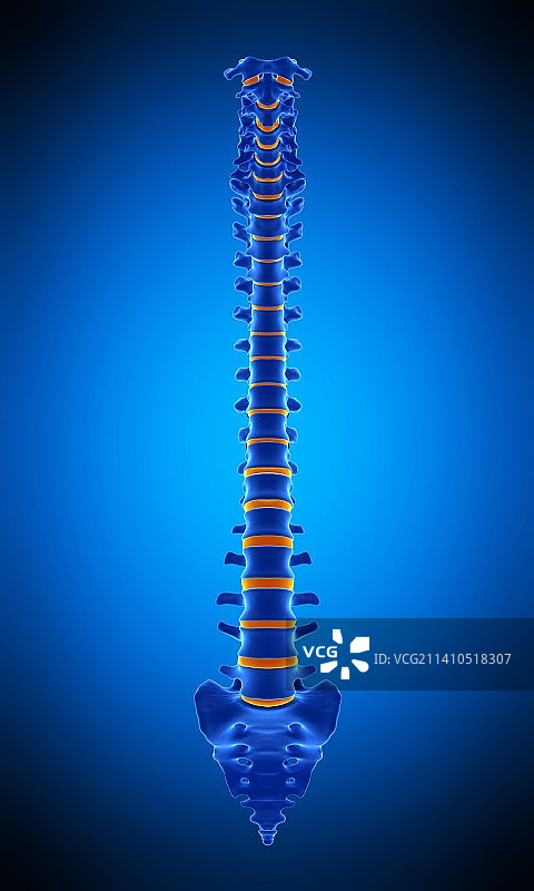 人体脊柱，插图图片素材
