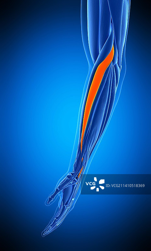 手臂肌肉插画图片素材