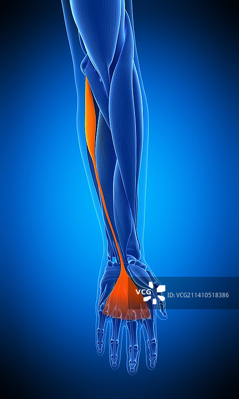 手臂肌肉插画图片素材