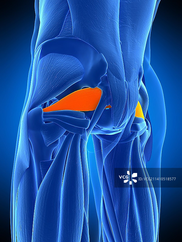 臀部肌肉插画图片素材