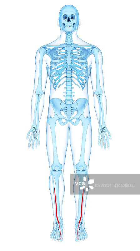 腿部肌肉，插图图片素材