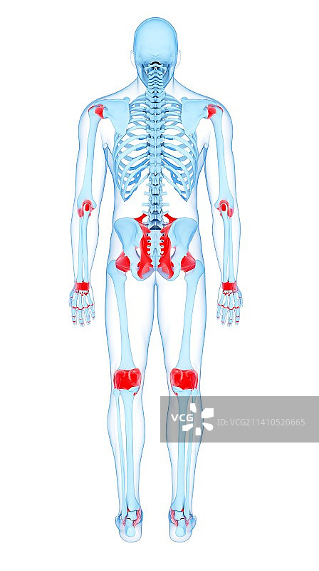人体的韧带，图示图片素材