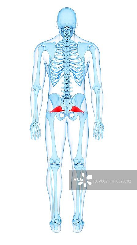 盆骨肌肉结构图图片素材