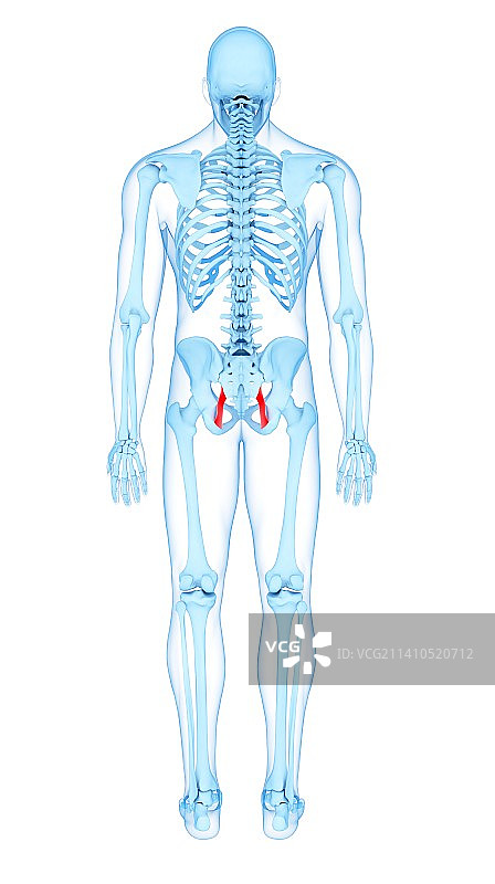 盆骨肌肉结构图图片素材