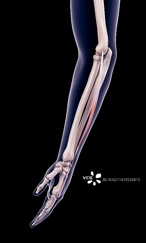 手臂肌肉插画图片素材