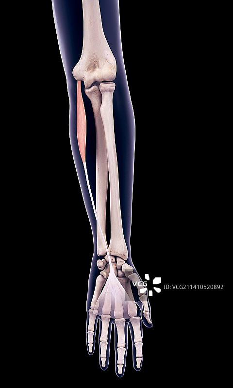 手臂肌肉插画图片素材