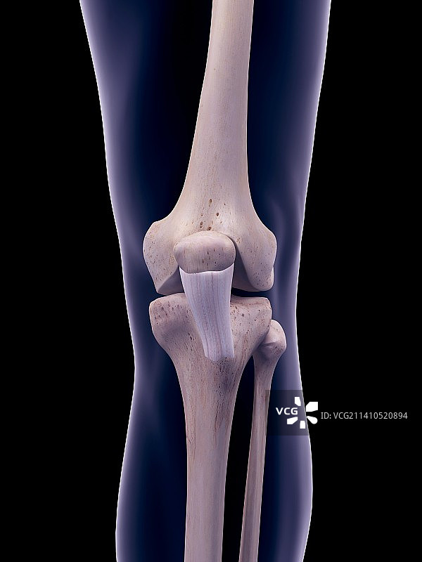 髌韧带插图图片素材