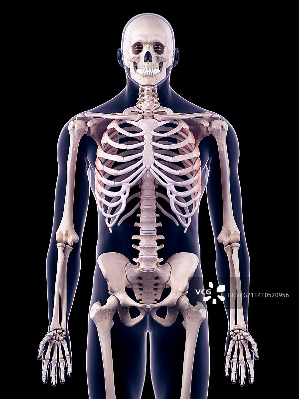 胸肌，插图图片素材