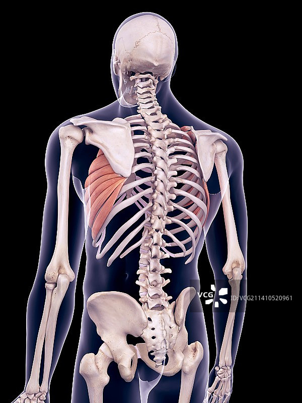 背部肌肉，插图图片素材