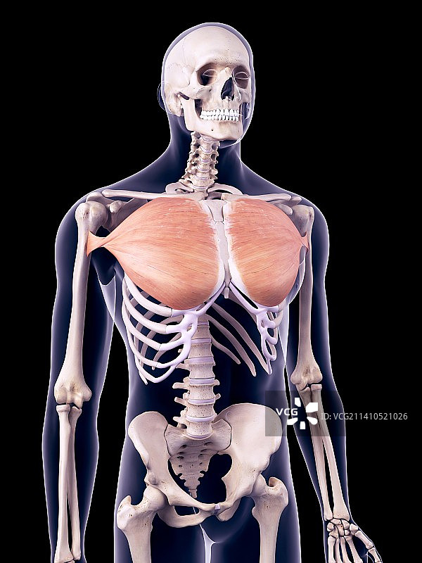 胸肌，插图图片素材