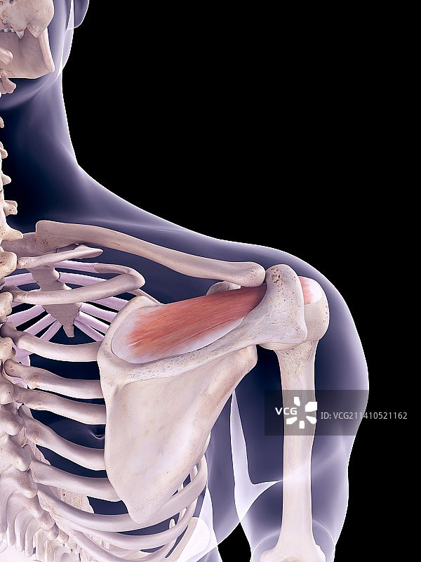 肩部肌肉插画图片素材