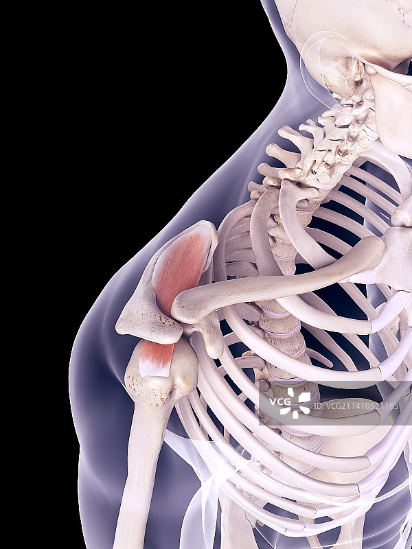 肩部肌肉插画图片素材