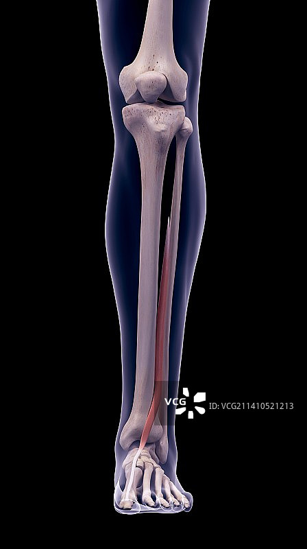 腿部肌肉插画图片素材