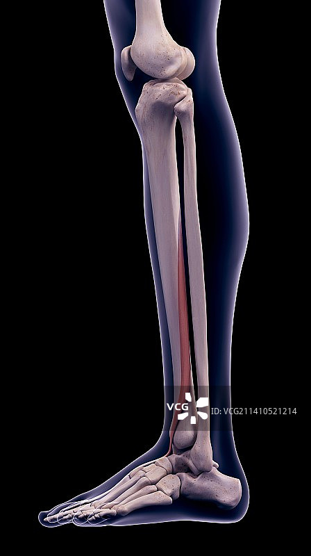 腿部肌肉插画图片素材